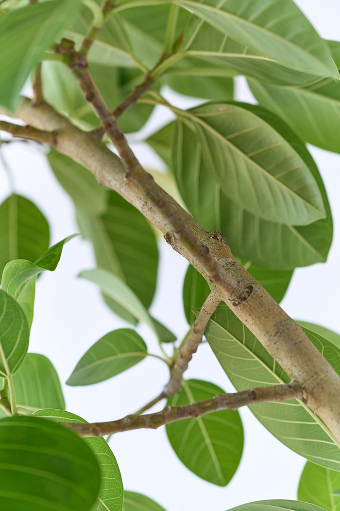 観葉植物 フィカス アルテシマ 曲がり（10号鉢）の写真8枚目