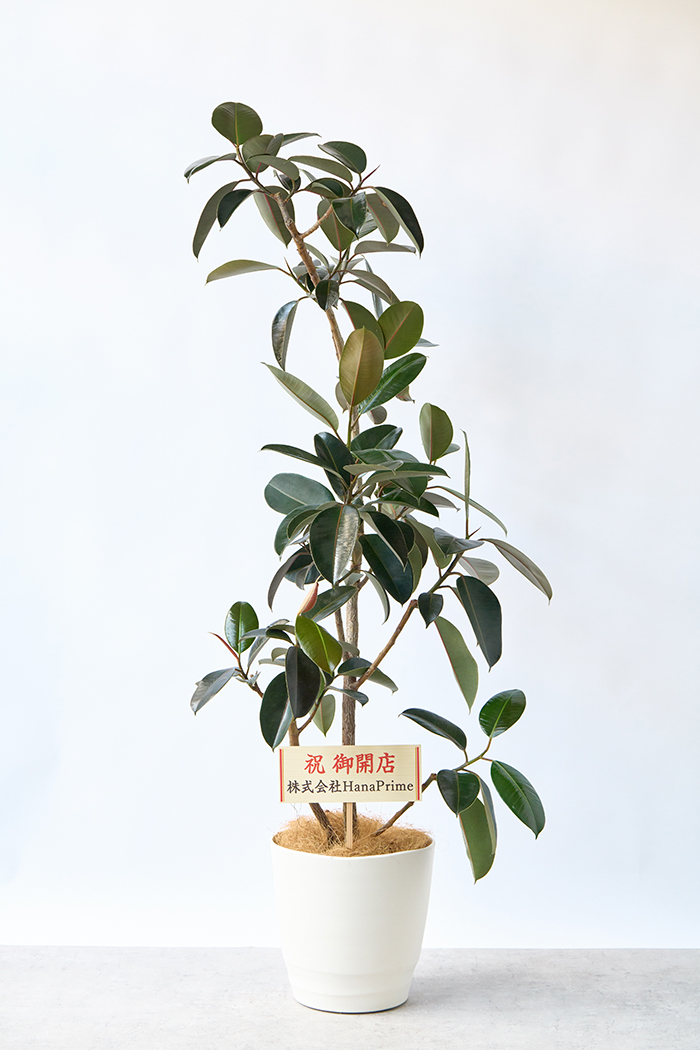 観葉植物 フィカス バーガンディ曲がり（10号鉢）