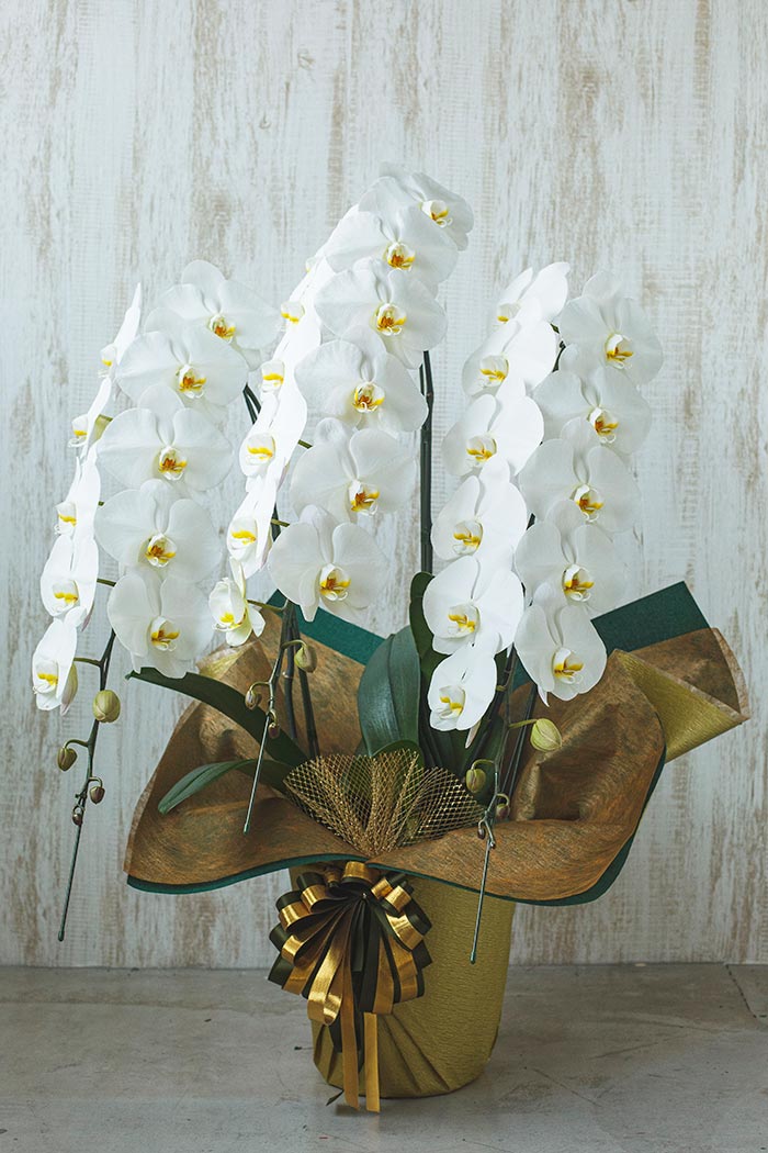 胡蝶蘭 大輪 39輪～42輪 3本立ち 白