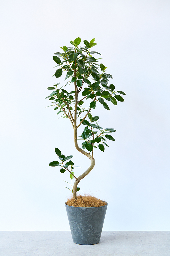 Lサイズの観葉植物（8号鉢）100cm～150cm｜HanaPrime