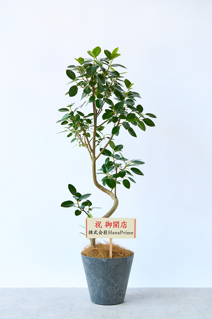 観葉植物 フランスゴムの木 曲がり（8号鉢）