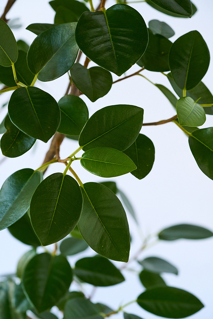 観葉植物 フランスゴムの木 曲がり（8号鉢）の写真7枚目