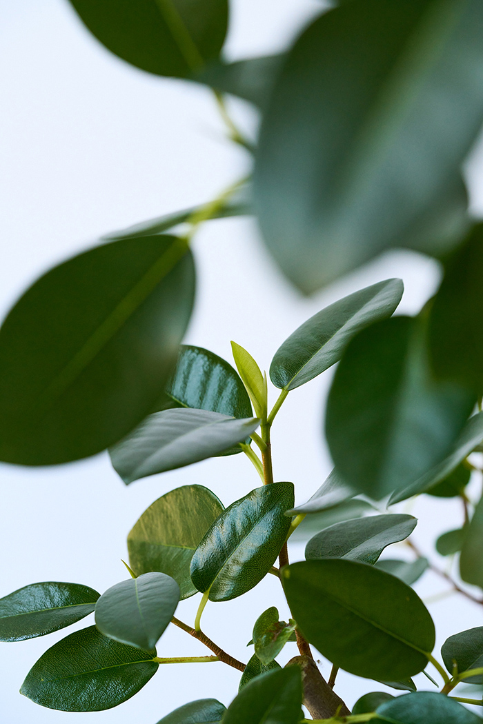 観葉植物 フランスゴムの木 曲がり（8号鉢）の写真8枚目