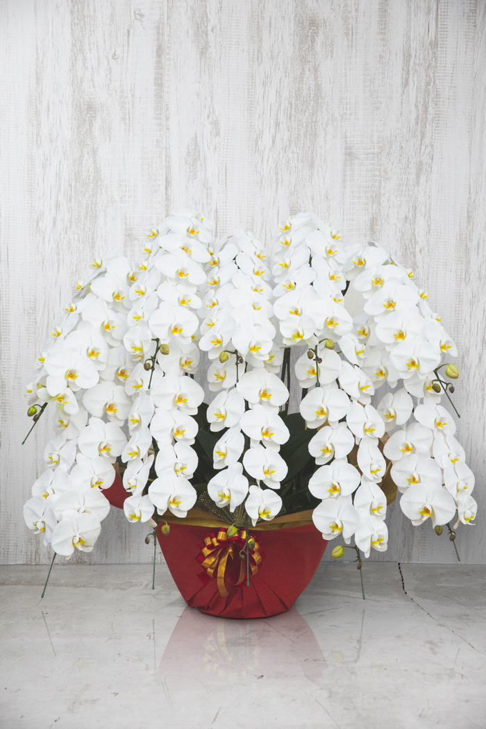 胡蝶蘭 大輪 140輪以上 10本立ち 白の写真1枚目