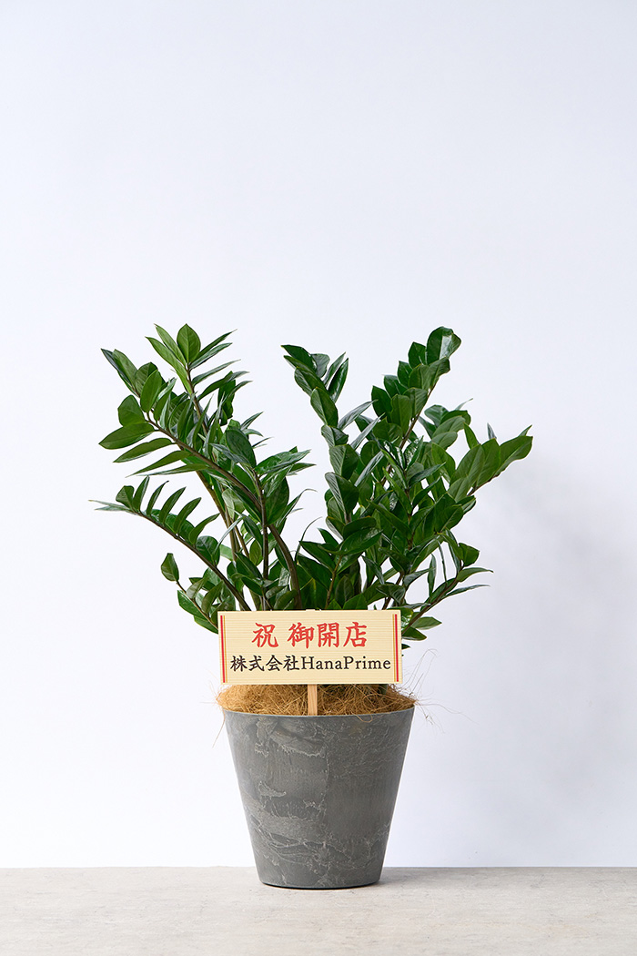 観葉植物 ザミオクルカス（8号鉢）