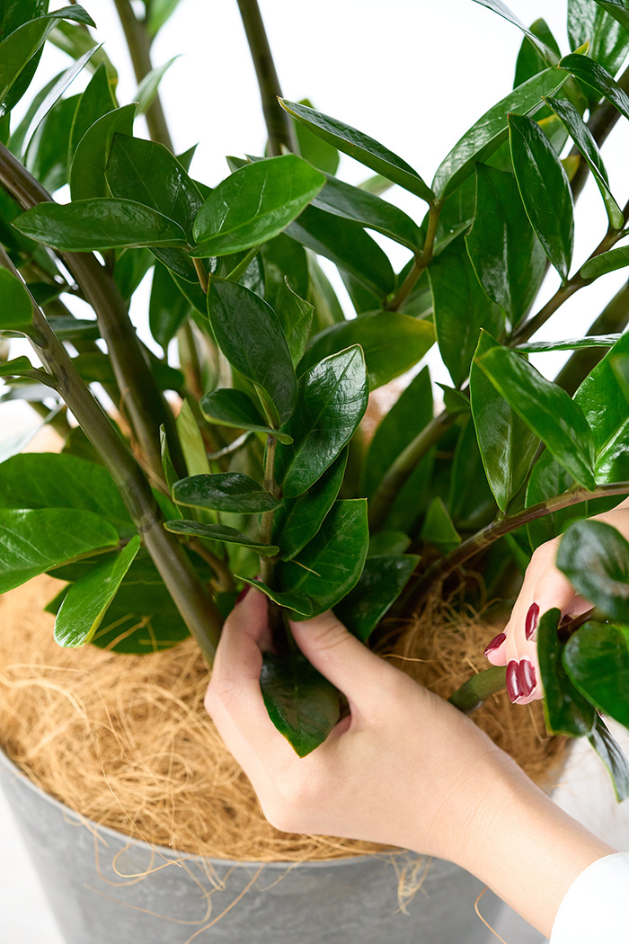 観葉植物 ザミオクルカス（8号鉢）の写真6枚目