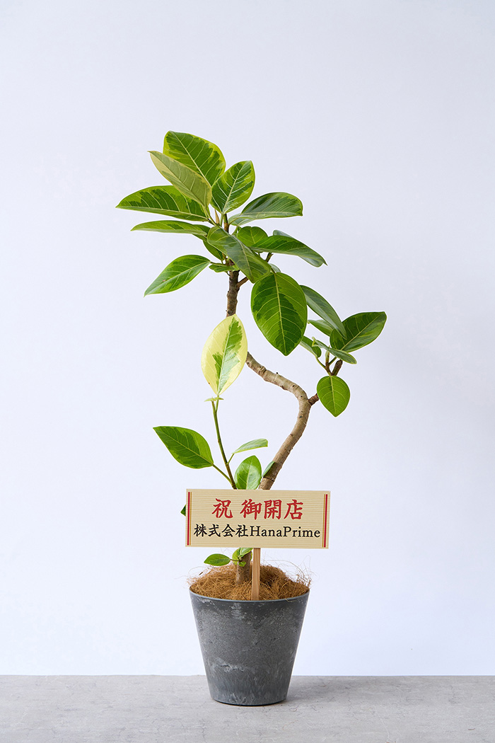 観葉植物 フィカス アルテシマ曲がり（6号鉢）