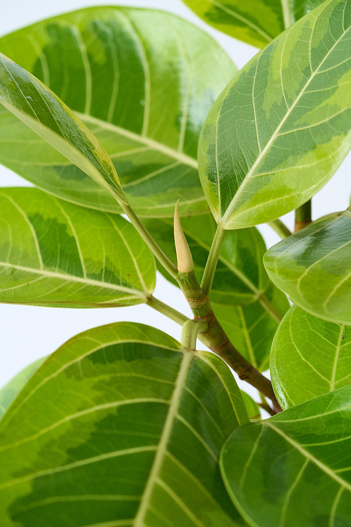 観葉植物 フィカス アルテシマ曲がり（6号鉢）の写真7枚目