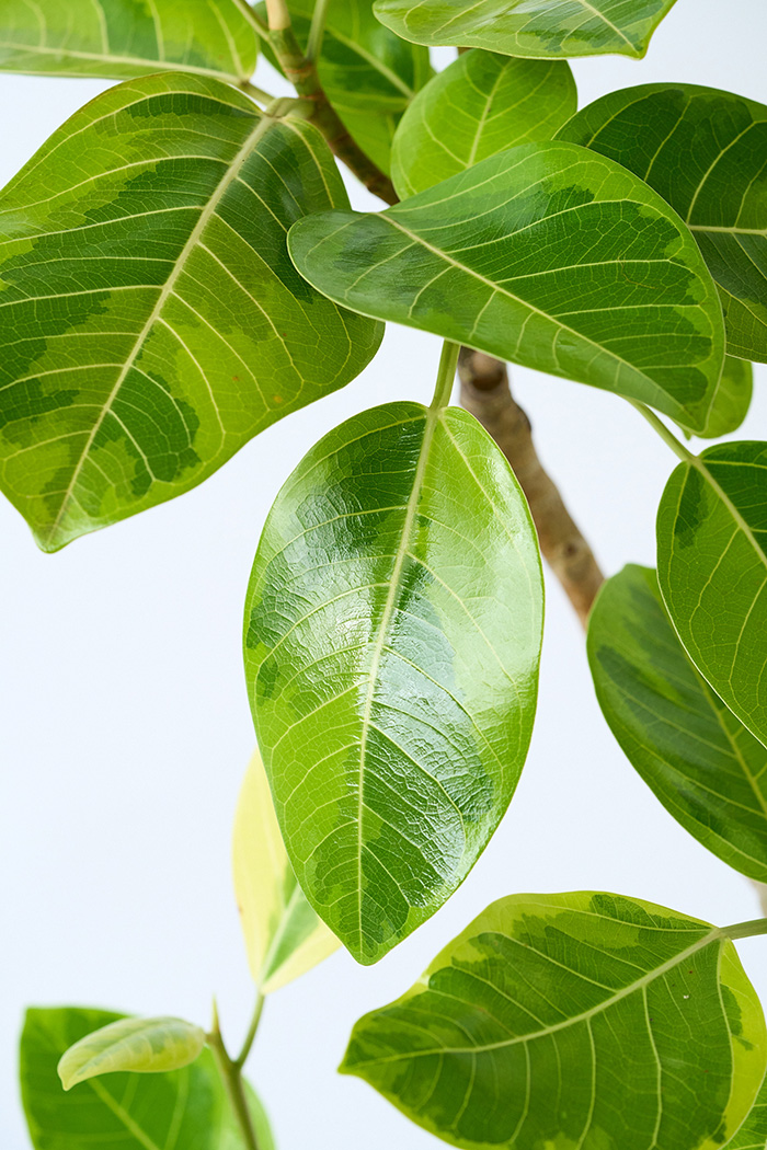 観葉植物 フィカス アルテシマ曲がり（6号鉢）｜HanaPrime（ハナプライム）