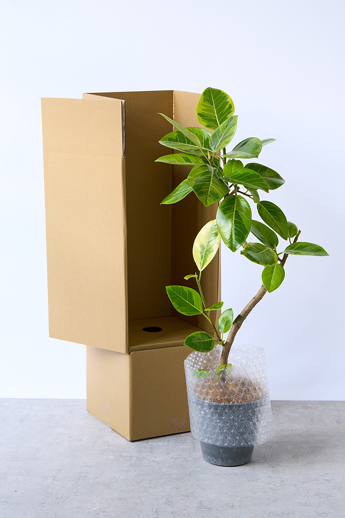 観葉植物 フィカス アルテシマ曲がり（6号鉢）｜HanaPrime（ハナプライム）