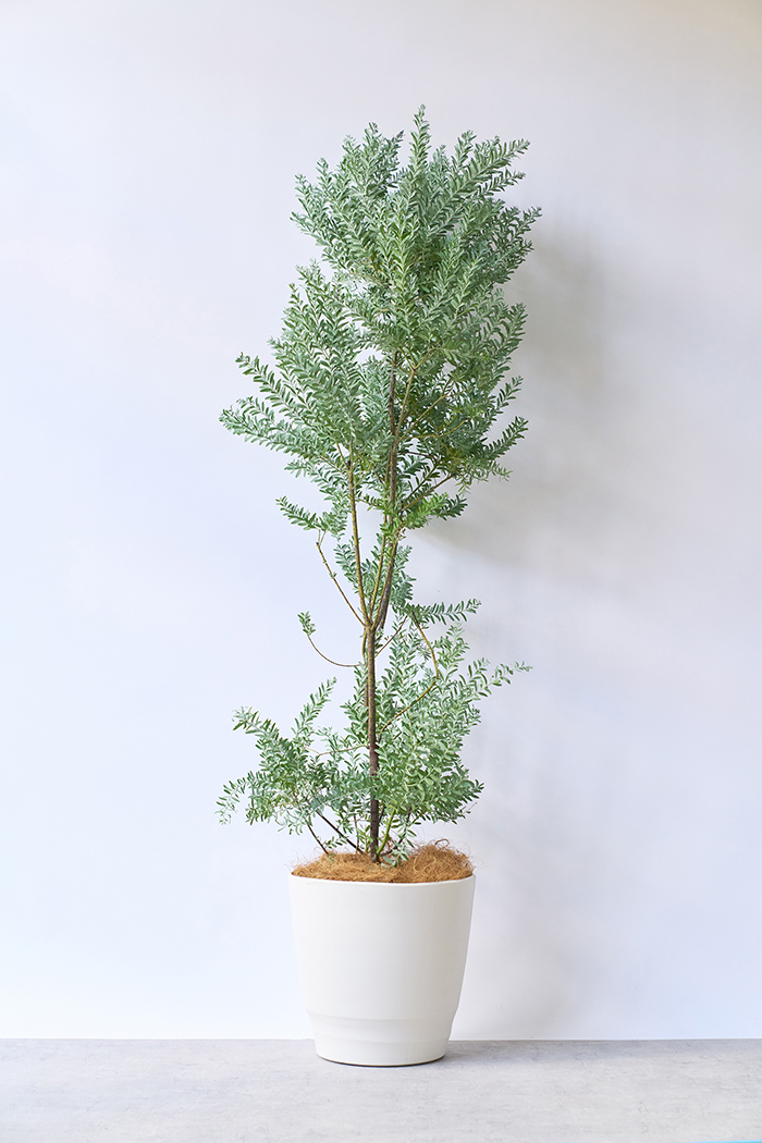 観葉植物 アカシア ブルーブッシュ（10号鉢）｜HanaPrime（ハナ