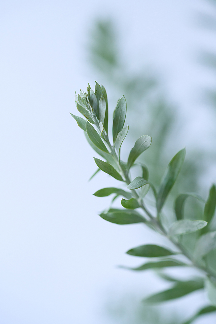 観葉植物 アカシア ブルーブッシュ（10号鉢）｜HanaPrime（ハナ