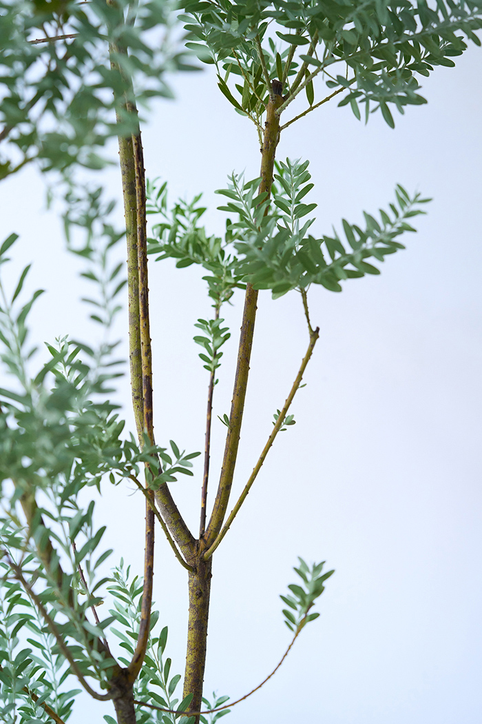 観葉植物 アカシア ブルーブッシュ（10号鉢）の写真8枚目