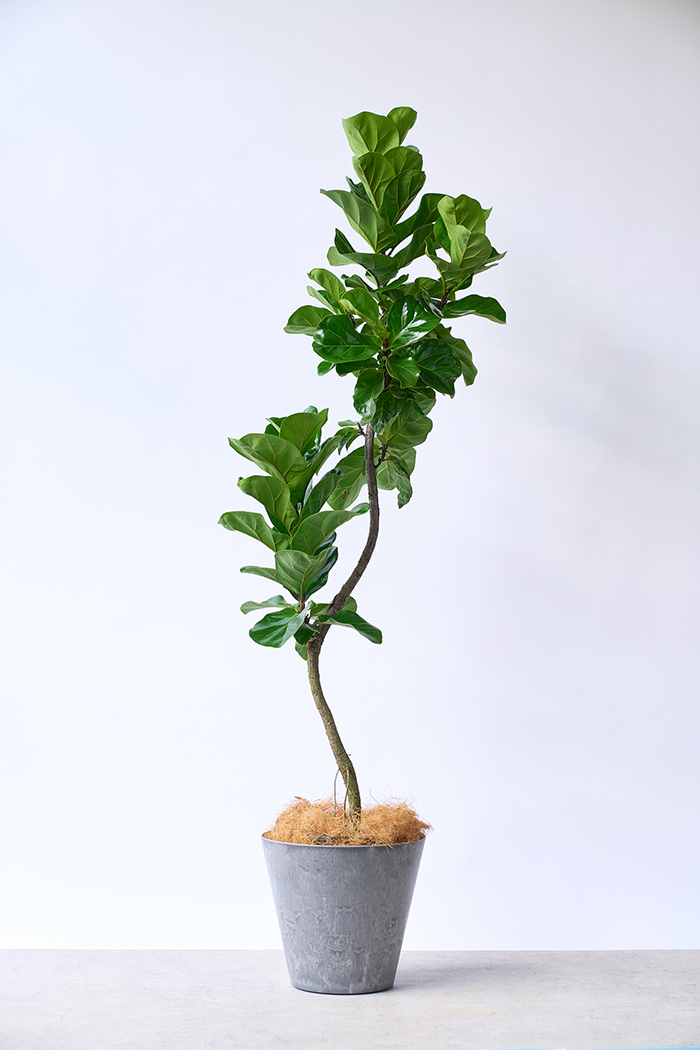 観葉植物 カシワバゴム バンビーノ曲がり（8号鉢）