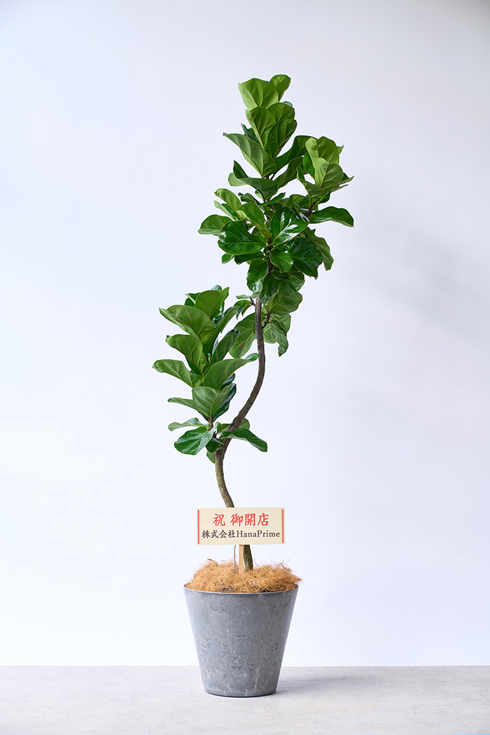 観葉植物 カシワバゴム バンビーノ曲がり（8号鉢）