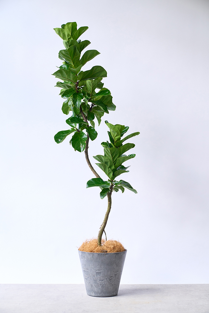 観葉植物 カシワバゴム バンビーノ曲がり（8号鉢）｜HanaPrime（ハナ