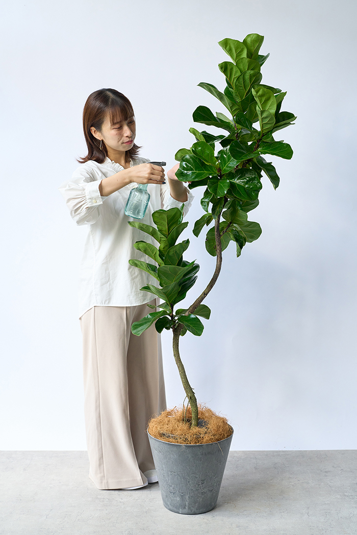 観葉植物 カシワバゴム バンビーノ曲がり（8号鉢）の写真4枚目