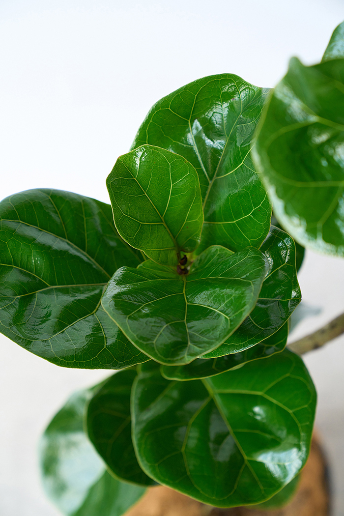 観葉植物 カシワバゴム バンビーノ曲がり（8号鉢）の写真6枚目