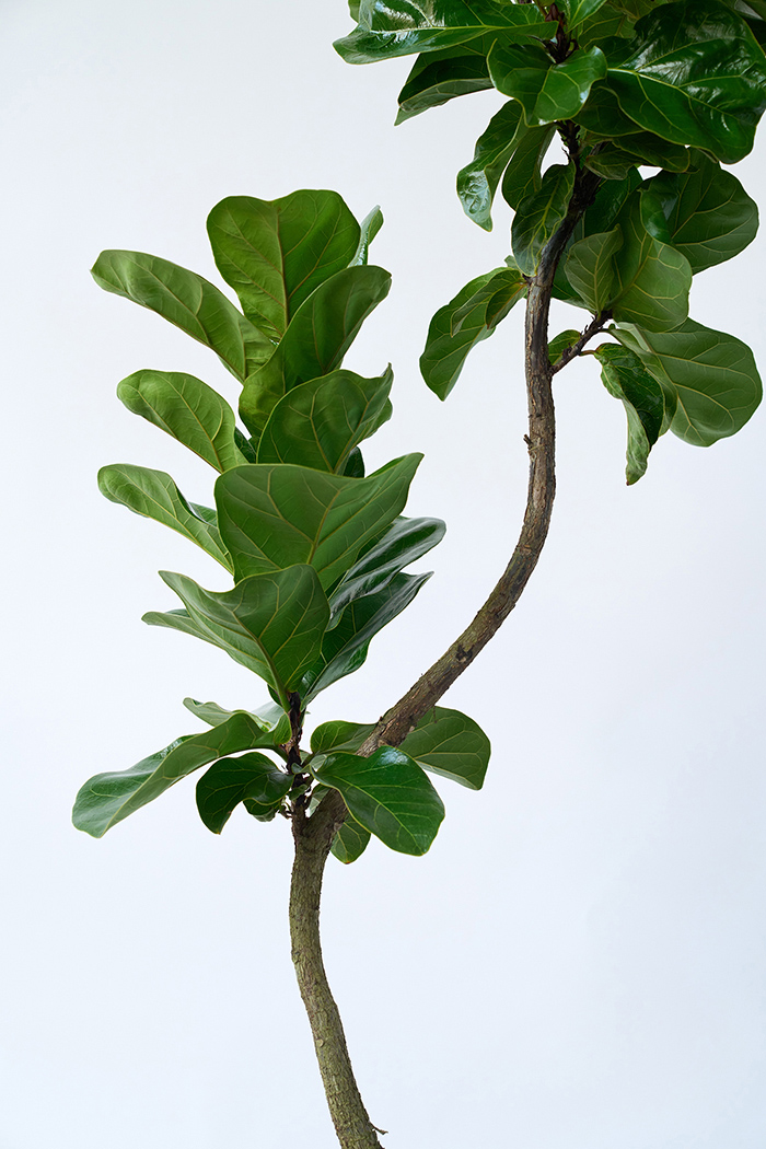 観葉植物 カシワバゴム バンビーノ曲がり（8号鉢）の写真7枚目