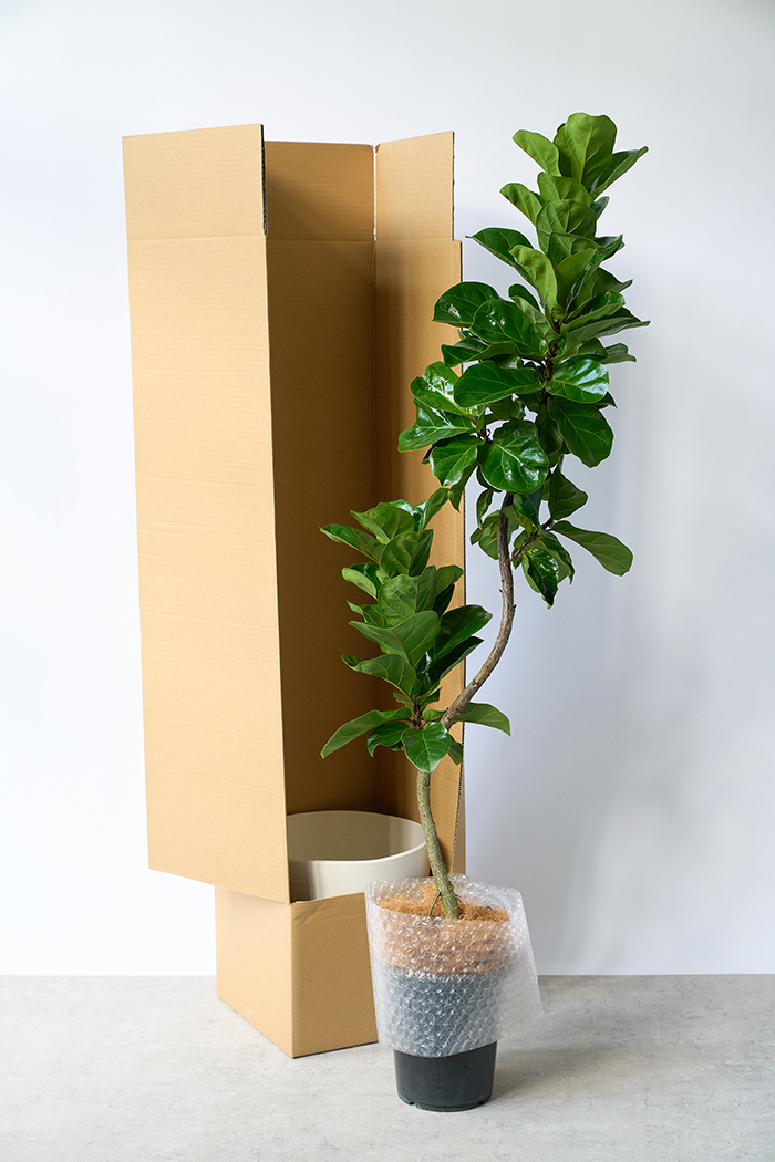 観葉植物 カシワバゴム バンビーノ曲がり（8号鉢）の写真8枚目
