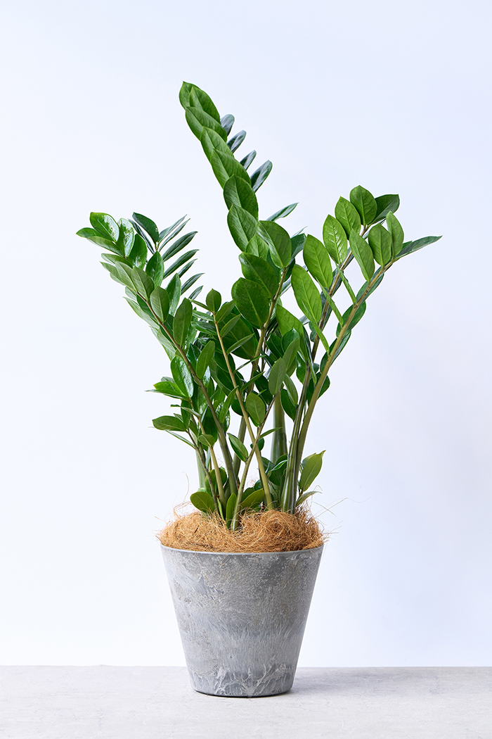 観葉植物 ザミオクルカス（6号鉢）