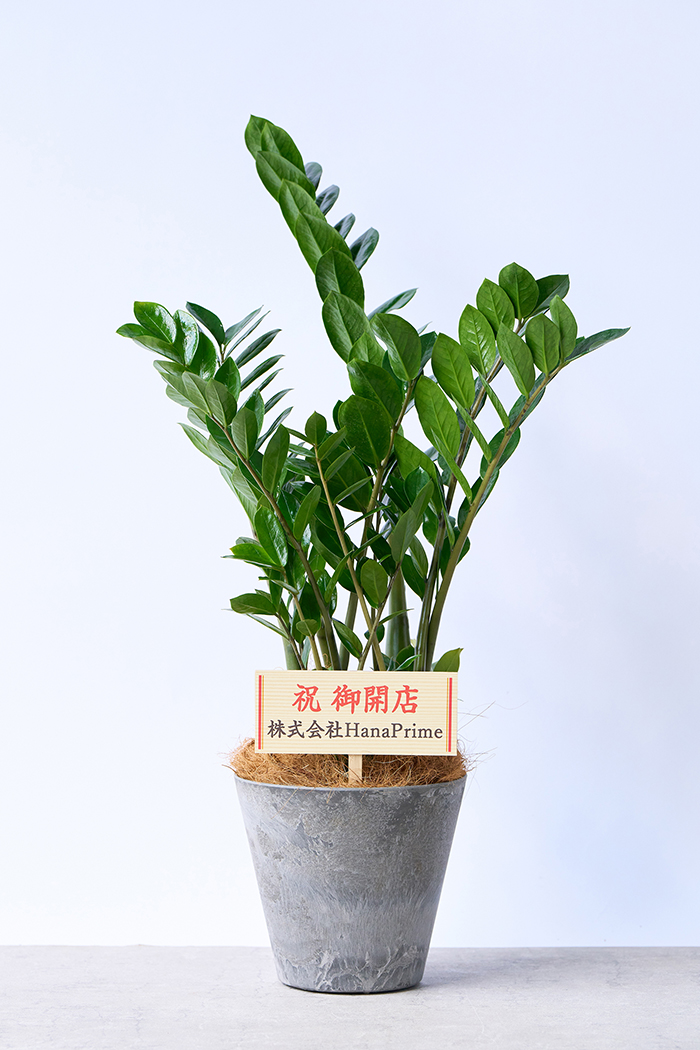 観葉植物 ザミオクルカス（6号鉢）