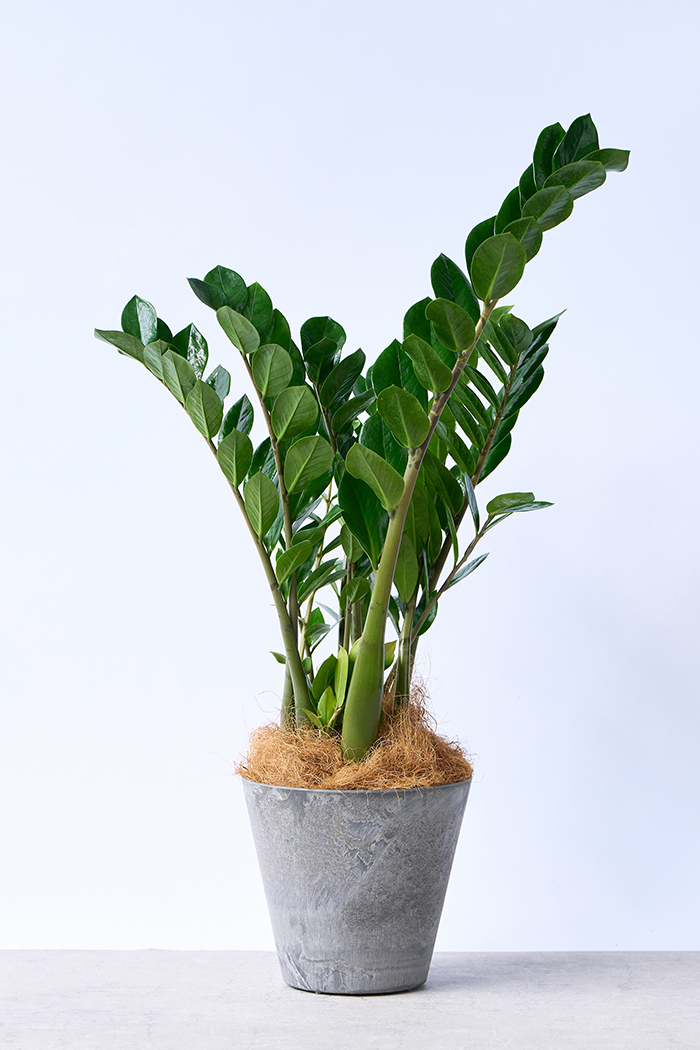 観葉植物 ザミオクルカス（6号鉢）｜HanaPrime（ハナプライム）