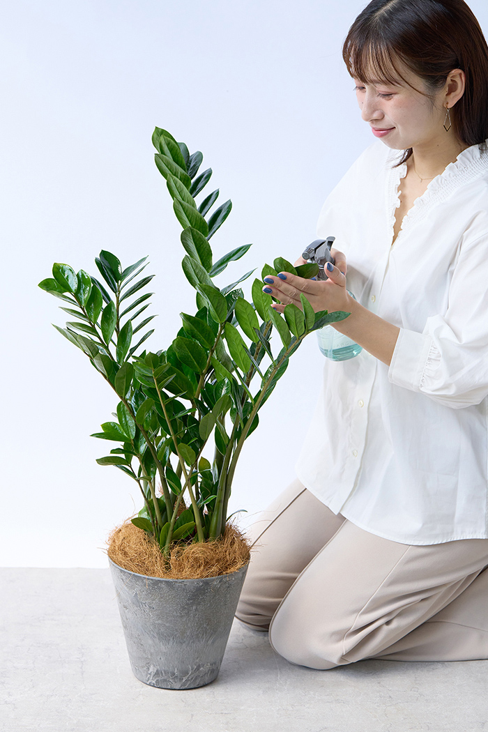 観葉植物 ザミオクルカス（6号鉢）｜HanaPrime（ハナプライム）