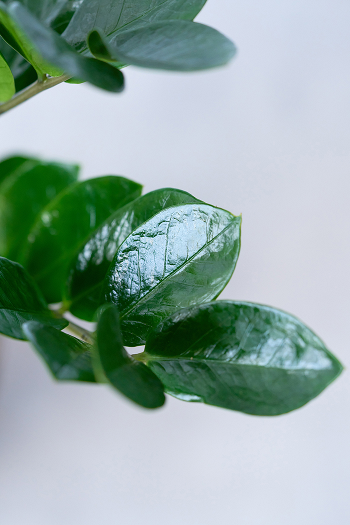 観葉植物 ザミオクルカス（6号鉢）の写真6枚目