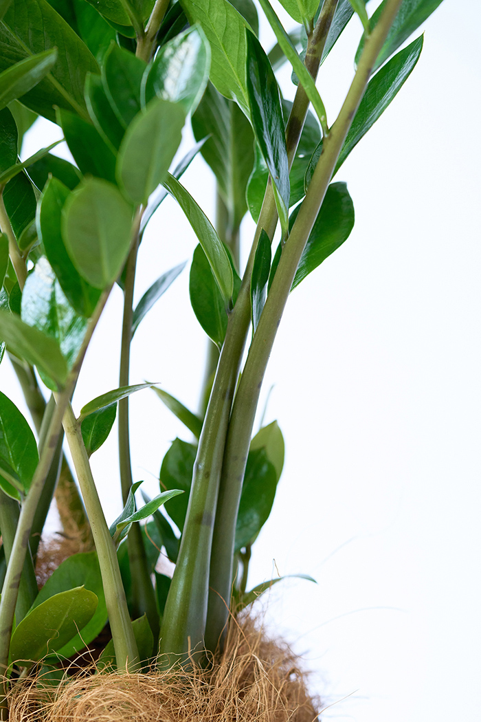 観葉植物 ザミオクルカス（6号鉢）の写真7枚目