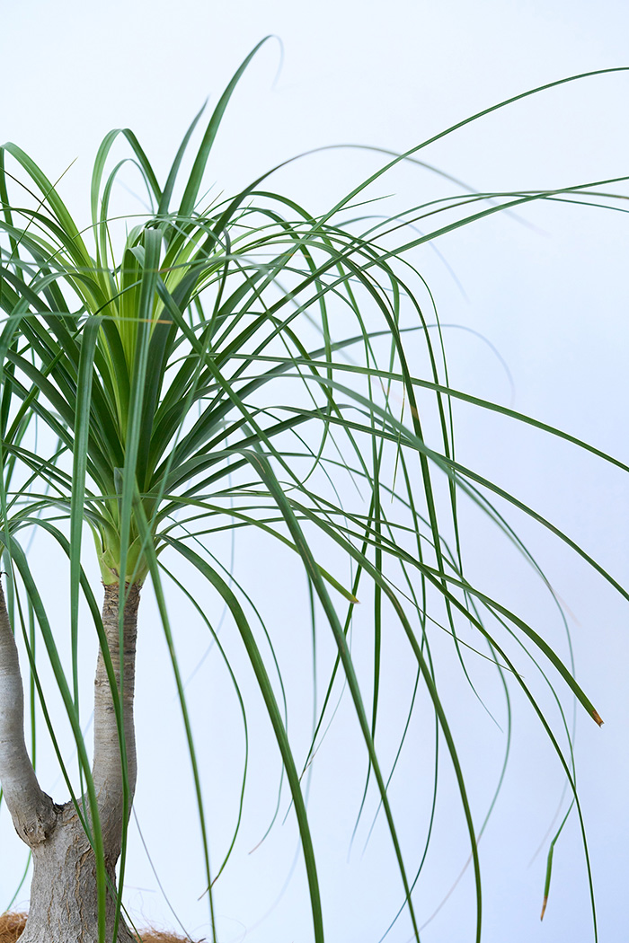 観葉植物 トックリラン 一点もの（8号鉢）の写真9枚目