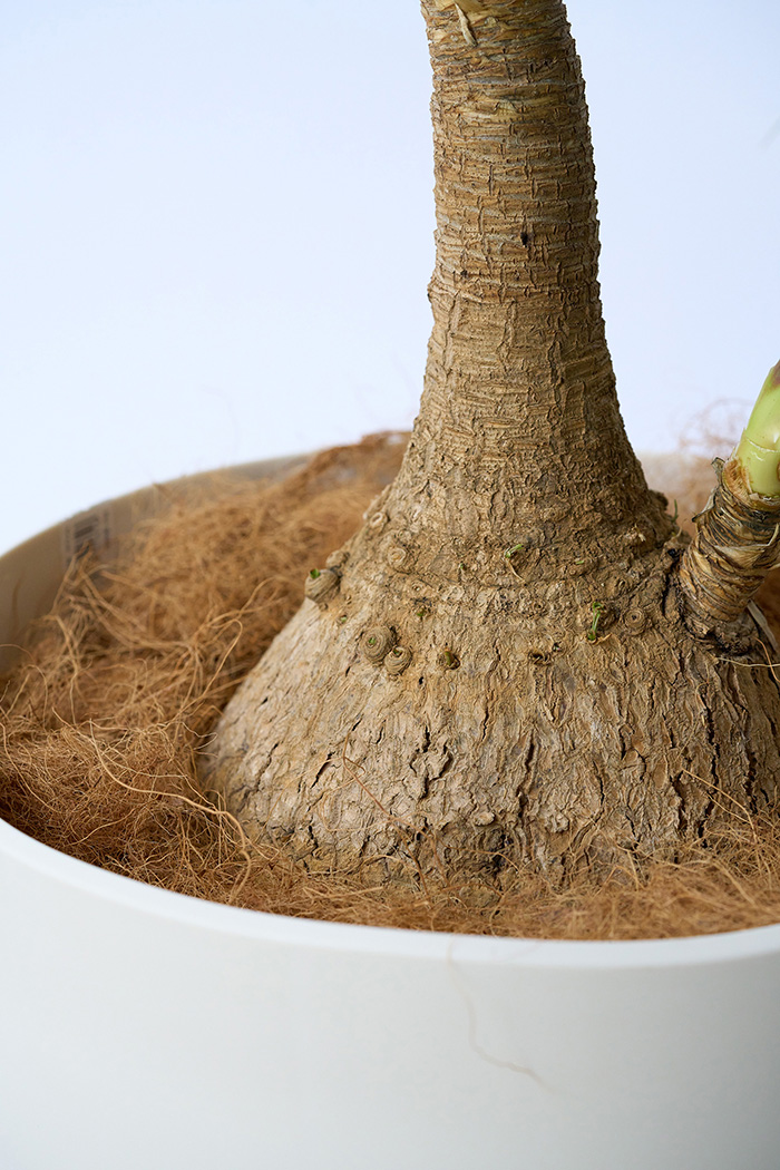 観葉植物 トックリラン 一点もの（9号鉢）の写真4枚目