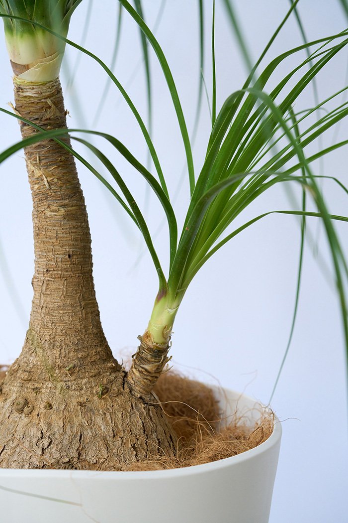 観葉植物 トックリラン 一点もの（9号鉢）の写真5枚目