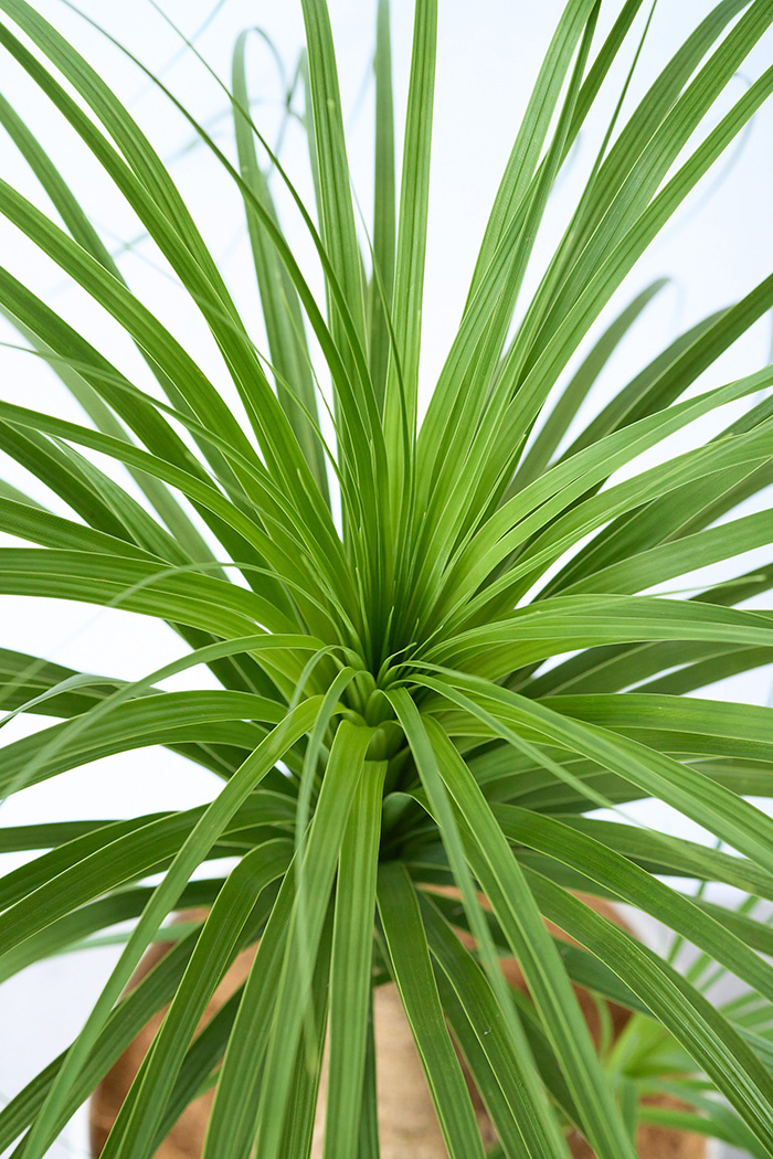 観葉植物 トックリラン 一点もの（9号鉢）の写真8枚目