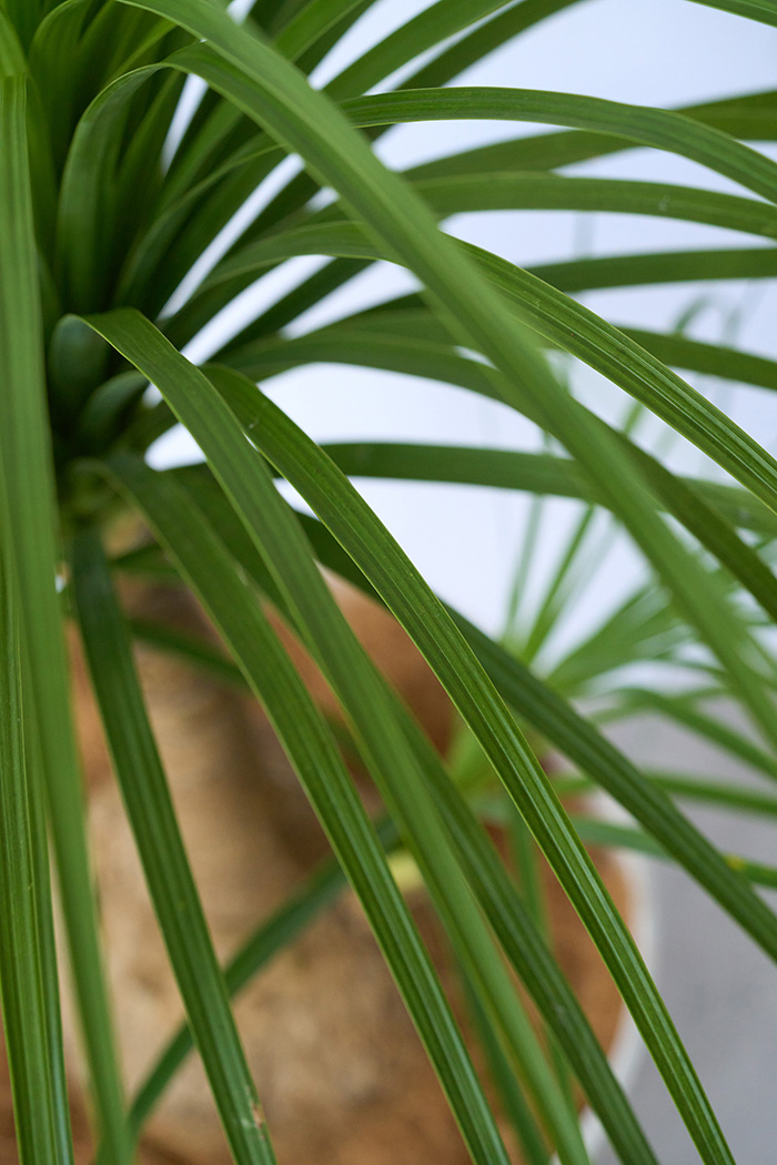 観葉植物 トックリラン 一点もの（9号鉢）の写真9枚目