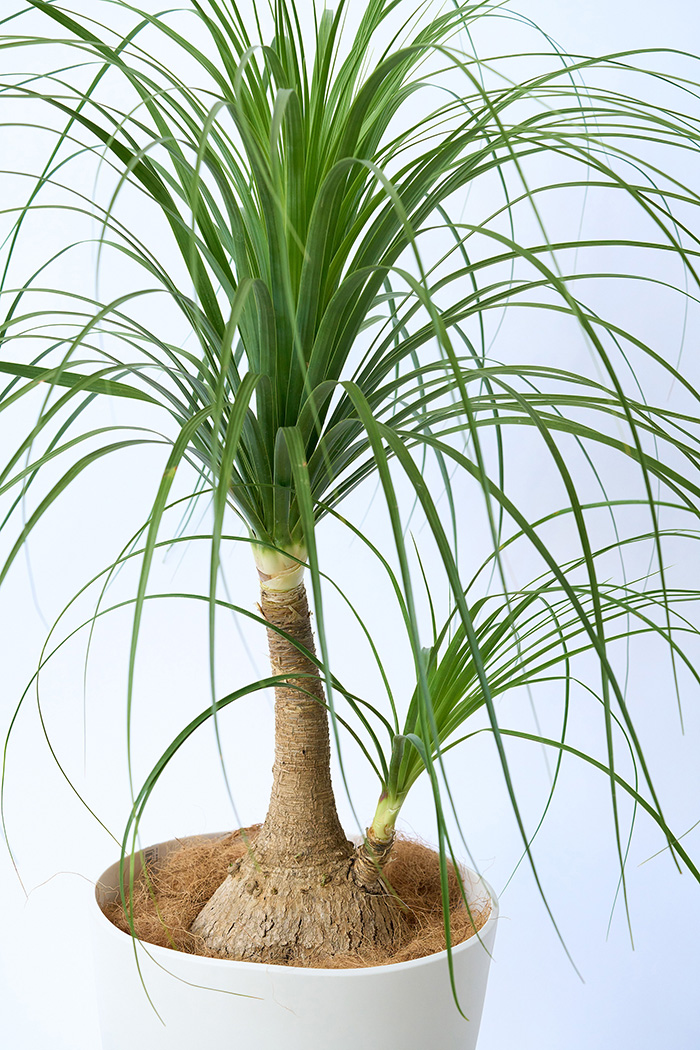 観葉植物 トックリラン 樹高ヤク1m20cm