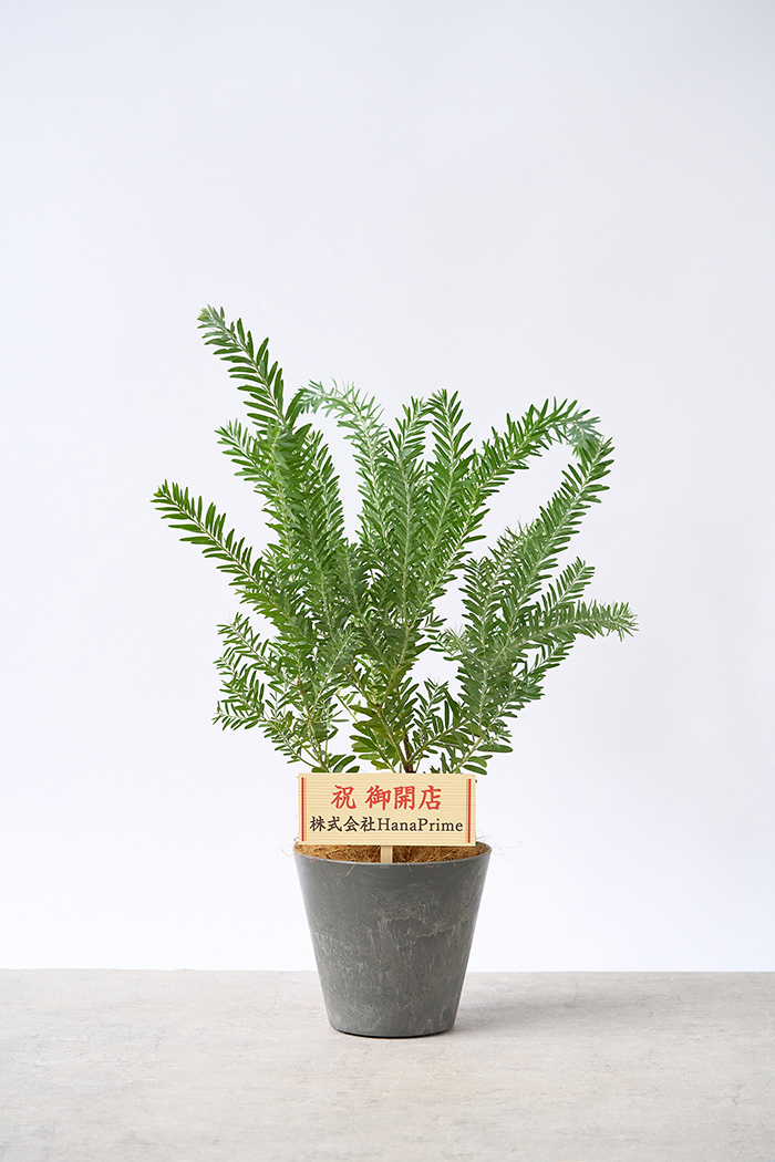 観葉植物 アカシア ブルーブッシュ（6号鉢）