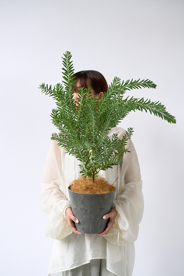 観葉植物 アカシア ブルーブッシュ（6号鉢）｜HanaPrime（ハナプライム）