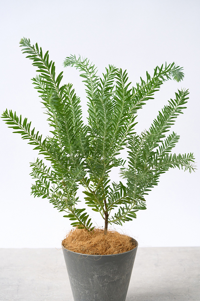 観葉植物 アカシア ブルーブッシュ（6号鉢）｜HanaPrime（ハナプライム）