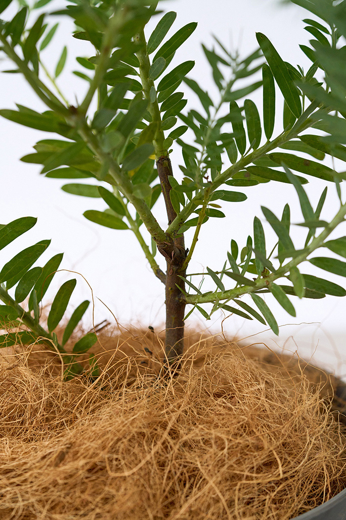 観葉植物 アカシア ブルーブッシュ（6号鉢）の写真9枚目