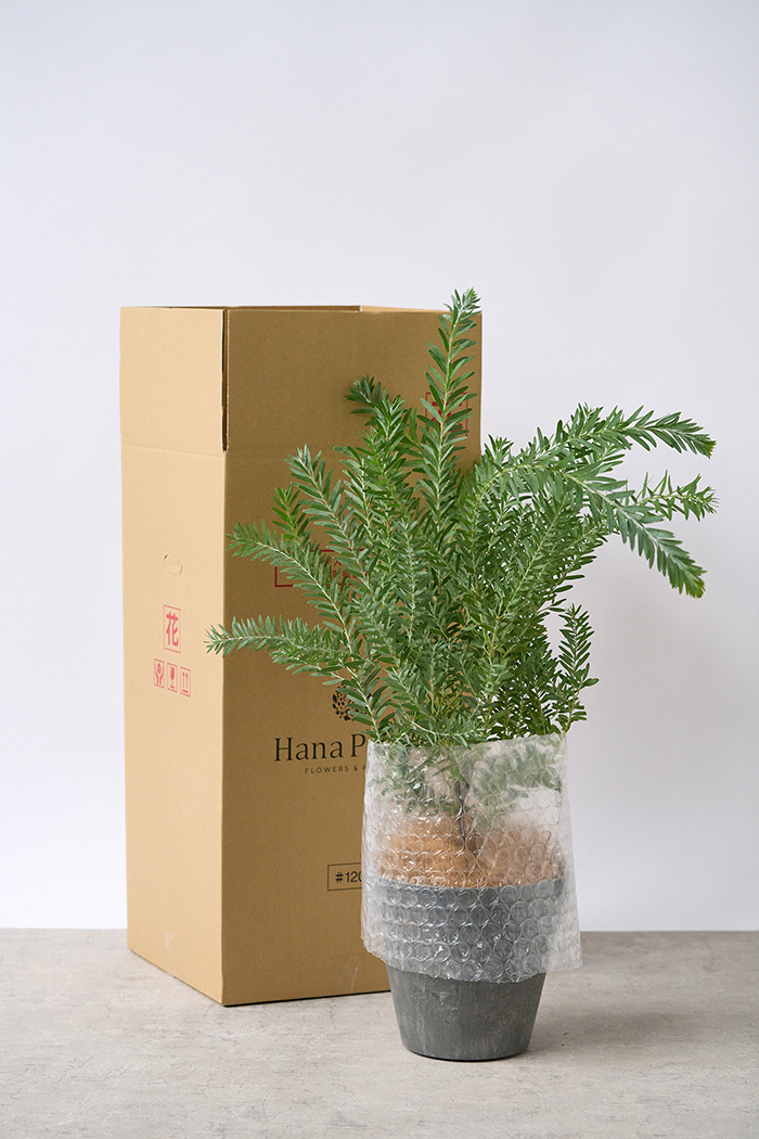 超絶品。アカシアブルーブッシュ1.4M(鉢底から) 観葉植物 アカシア ブルーブッシュ（6号鉢）｜HanaPrime（ハナプライム）