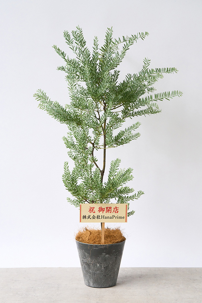 観葉植物 アカシア ブルーブッシュ（8号鉢）