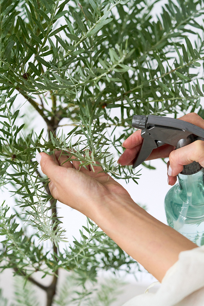 観葉植物 アカシア ブルーブッシュ(8号鉢)|HanaPrime(ハナ 観葉植物 アカシア ブルーブッシュ(8号鉢)|HanaPrime(ハナ