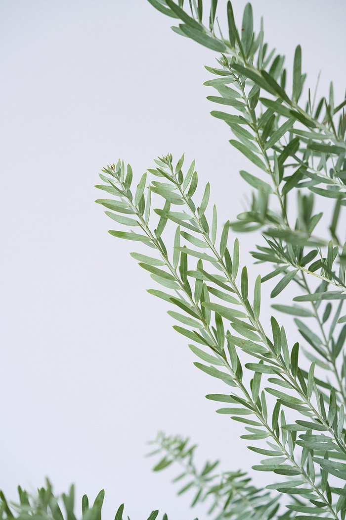 観葉植物 アカシア ブルーブッシュ(8号鉢)|HanaPrime(ハナ 観葉植物 アカシア ブルーブッシュ(8号鉢)|HanaPrime(ハナ