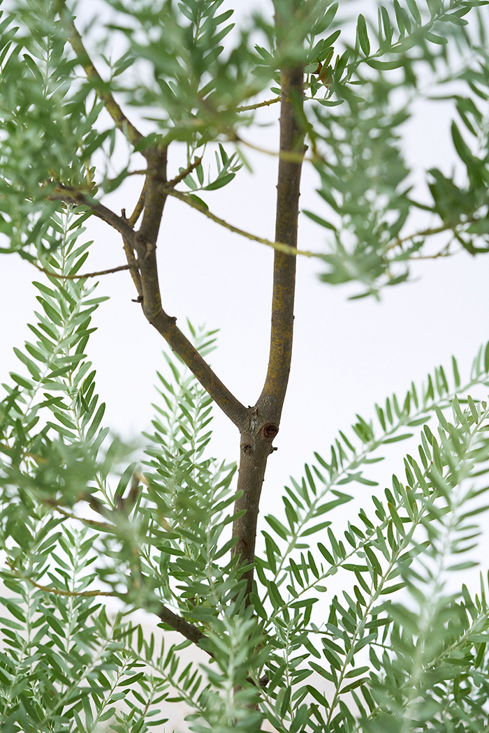 観葉植物 アカシア ブルーブッシュ（8号鉢）の写真8枚目