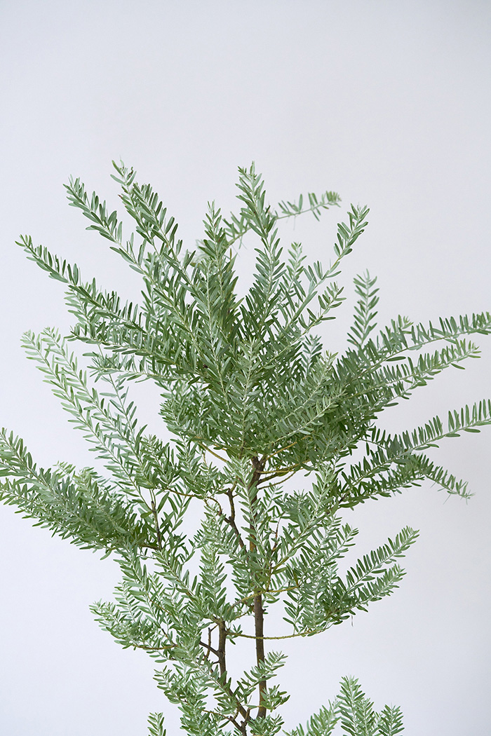 観葉植物 アカシア ブルーブッシュ(8号鉢)|HanaPrime(ハナ 観葉植物 アカシア ブルーブッシュ(8号鉢)|HanaPrime(ハナ