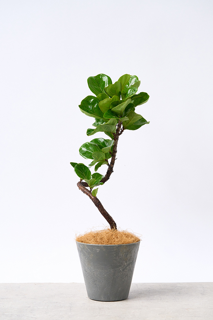 観葉植物 カシワバゴム バンビーノ曲がり