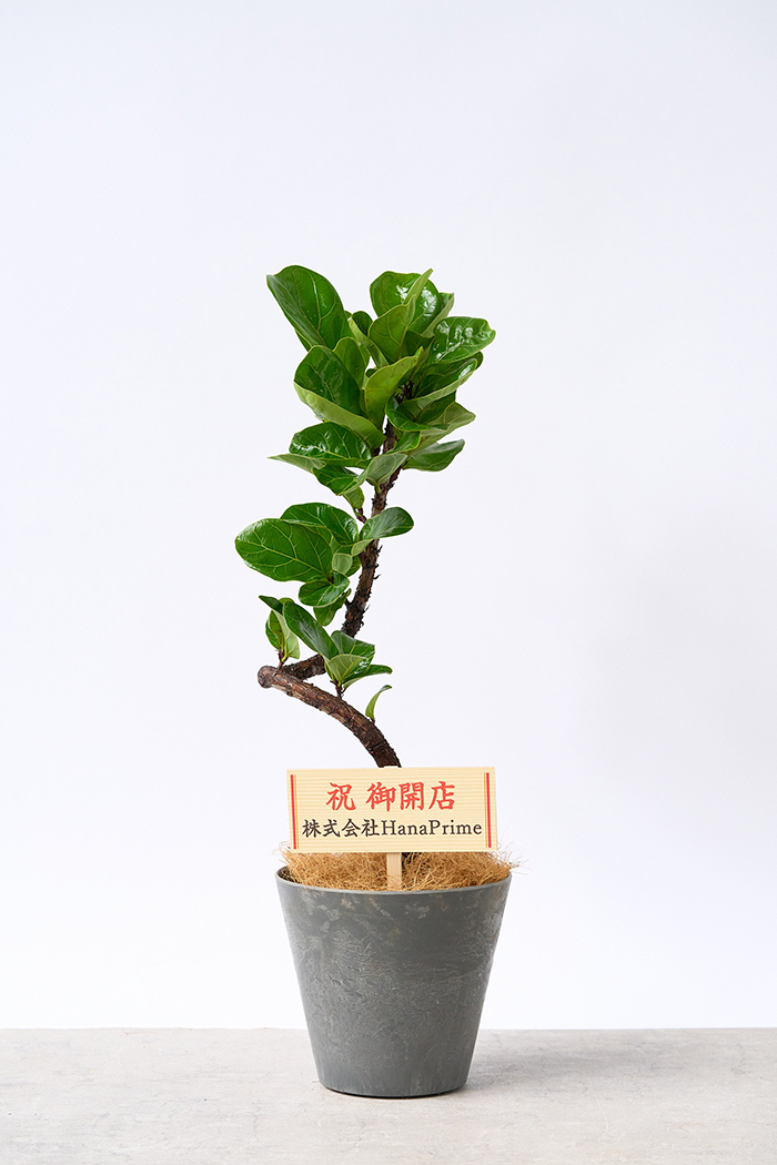 観葉植物 カシワバゴム バンビーノ曲がり（6号鉢）