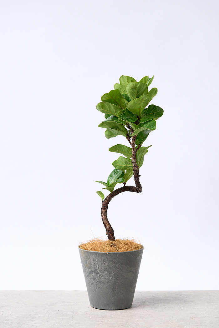 観葉植物 カシワバゴム バンビーノ曲がり（6号鉢）の写真3枚目