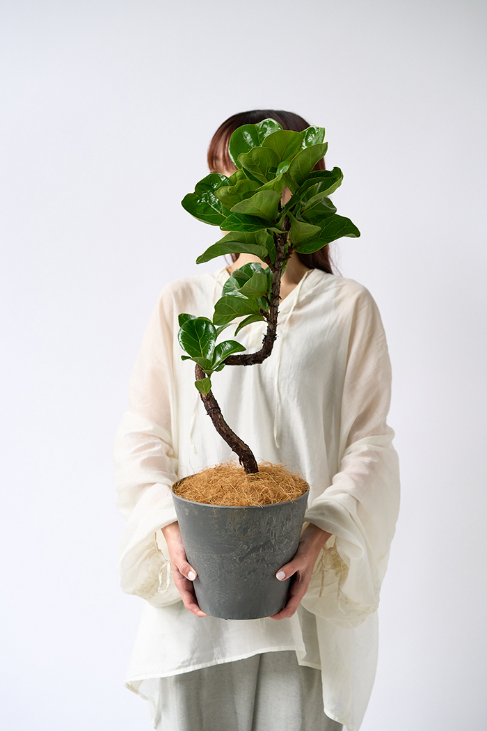 観葉植物 カシワバゴム バンビーノ曲がり（6号鉢）の写真4枚目